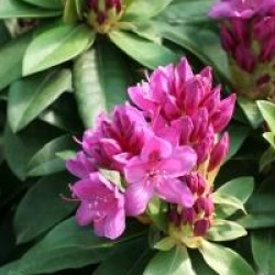 Rhododendron 'Anna Krusche'