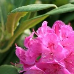 Rhododendron 'Anna Krusche'