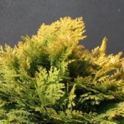 Chamaecyparis lawsoniana 'Minima Aurea'