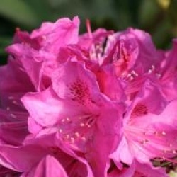 Rhododendron 'Anna Krusche'