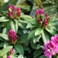 Rhododendron 'Anna Krusche'