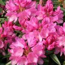 Rhododendron 'Graziella' - Rhododendron Graziella