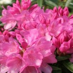 Rhododendron 'Graziella'