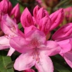Rhododendron 'Graziella'