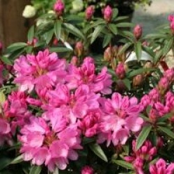 Rhododendron 'Graziella'