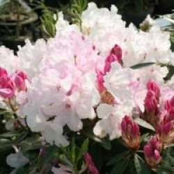 Rhododendron 'Halopeanum'