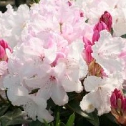 Rhododendron 'Halopeanum'