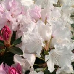 Rhododendron 'Halopeanum'