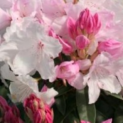 Rhododendron 'Halopeanum'