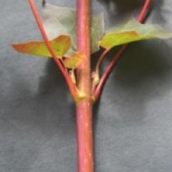 Acer cappadocicum 'Rubrum'