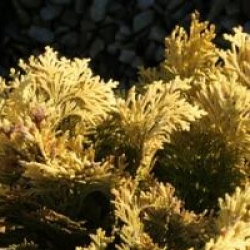 Chamaecyparis lawsoniana 'Minima Aurea'