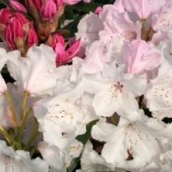 Rhododendron 'Halopeanum'