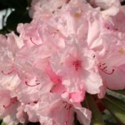 Rhododendron 'Hydon Dawn'