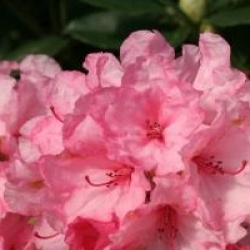 Rhododendron 'Hydon Dawn'