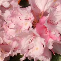 Rhododendron 'Hydon Dawn'