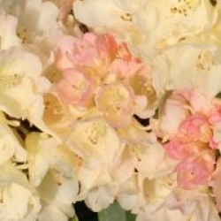 Rhododendron yakushimanum Golden Torch