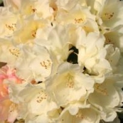 Rhododendron 'Golden Torch'