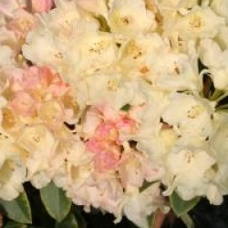 Rhododendron 'Golden Torch'