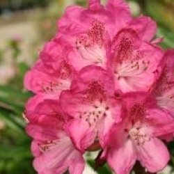 Rhododendron 'Souvenir de J. Broughton'