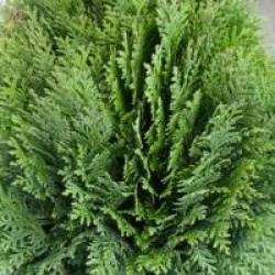 Chamaecyparis lawsoniana 'Minima Glauca' - Chamaecyparis Minima Glauca