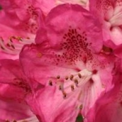 Rhododendron 'Souvenir de J. Broughton'