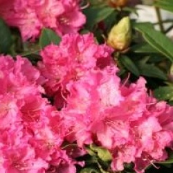 Rhododendron 'Rocket'