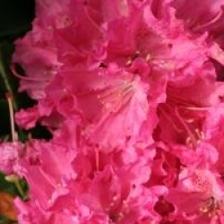 Rhododendron 'Rocket'