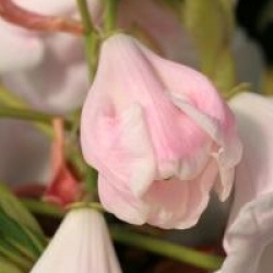 Rhododendron Loderi Pink Coral
