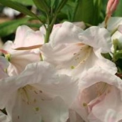 Rhododendron Loderi Group 'Loderi Pink Coral' 