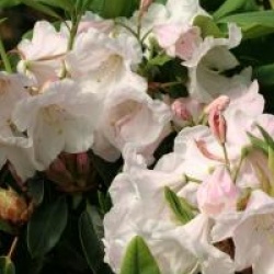 Rhododendron Loderi Group 'Loderi Pink Coral' 