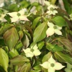 Cornus kousa 'Cappucino' 