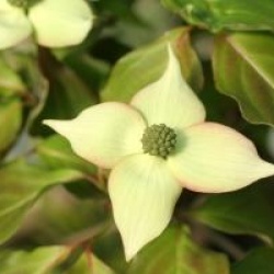 Cornus kousa 'Cappucino'  - Cornouiller du Japon � feuilles pourpres