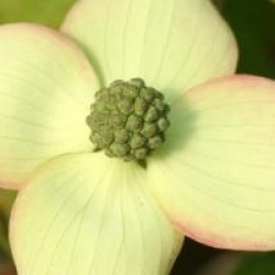 Cornus kousa 'Cappucino' 