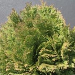 Chamaecyparis lawsoniana 'Minima Glauca'