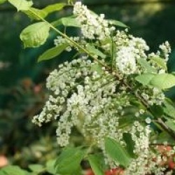 Prunus padus 'Le Thoureil'