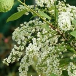 Prunus padus 'Le Thoureil'