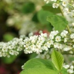 Prunus padus 'Le Thoureil'