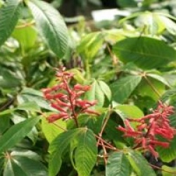 Aesculus pavia 'Atrosanguinea'