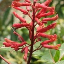 Aesculus pavia 'Atrosanguinea'