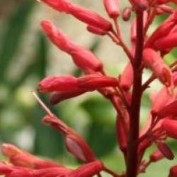 Aesculus pavia 'Atrosanguinea'