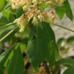 Aesculus flava f. vestita - Marronnier Vestita