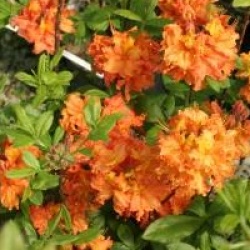 Rhododendron 'Gibraltar'