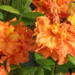 Rhododendron 'Gibraltar' - Azal�e caduque Gibraltar