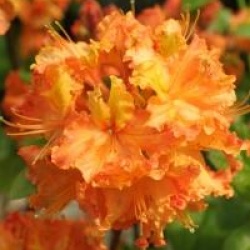 Rhododendron 'Gibraltar'