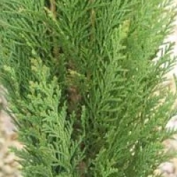 Chamaecyparis lawsoniana 'Pembury Blue'