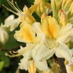 Rhododendron 'Northen Light'