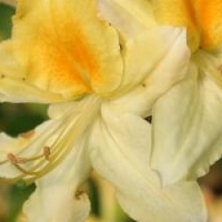 Rhododendron 'Northen Light'