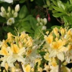 Rhododendron 'Northen Light'