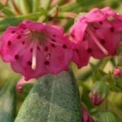 Kalmia angustifolia f. rubra