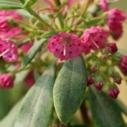 Kalmia angustifolia f. rubra